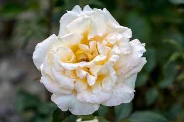 Bahçedeki dalda beyaz güller