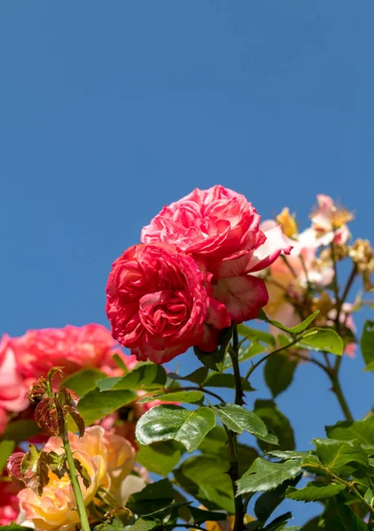 Красные Розы Цветы Ветке Саду — стоковое фото