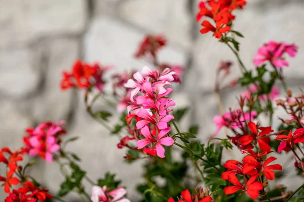 Red Geranium Pelargonium Flowers Blooming Garden — Stock Photo, Image