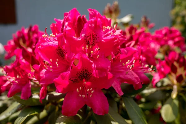 Blooming Red Flowers Rhodenrona Great Decoration Any Garden — Stock Photo, Image