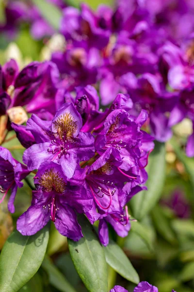 Blooming Purple Flowers Rhodenron Great Decoration Any Garden — Stock Photo, Image