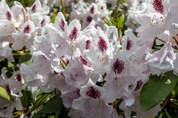 Blommande Vita Blommor Rhodenron Stor Dekoration För Alla Trädgård — Stockfoto