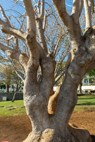 Magnolia Południowa Magnolia Grandiflora Stare Drzewo Magnolii Parku Publicznym Funchal — Zdjęcie stockowe