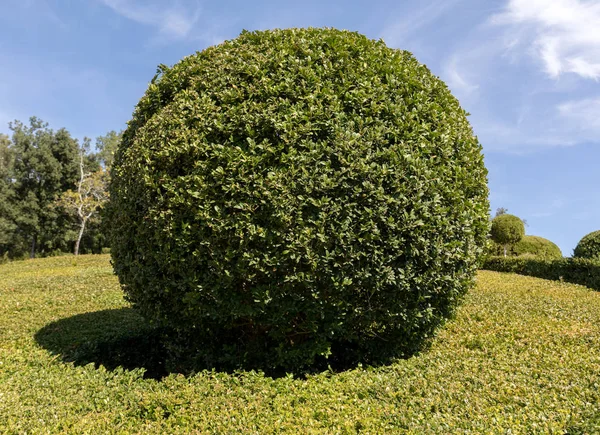 Дордонь Франция Сентября 2018 Года Топиарий Садах Jardins Marqueyssac Регионе — стоковое фото