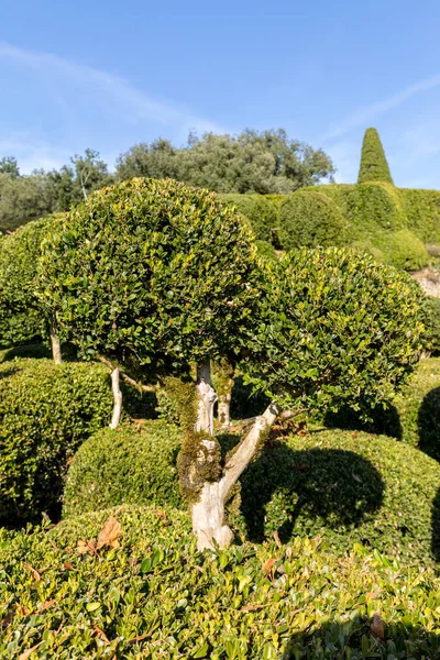 Jardins Marqueyssac Fransa Nın Dordogne Bölgedeki Bahçelerde Budama Sanatı — Stok fotoğraf