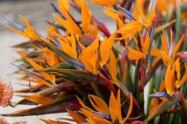 Portekiz 'in Madeira Adası' ndaki tropikal çiçek çiçeği ya da cennet kuşu.