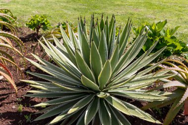  Agave Sulu Bitkisinin yeşil büyük yaprakları 