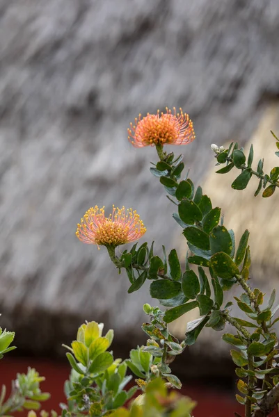 Flor Naranja Pincushions Leucospermum Condifolium —  Fotos de Stock