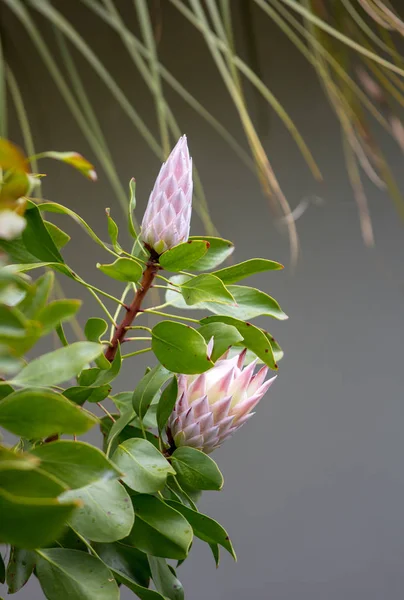 Bud King Protea Protea Cynaroides Flor Nacional África Sul — Fotografia de Stock