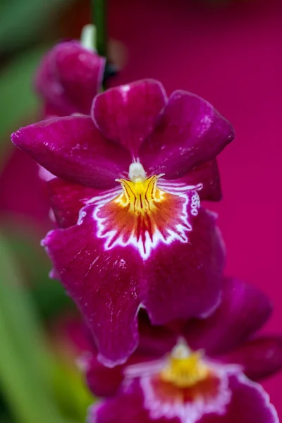 Närbild Skönhet Röd Orkidé Blomma — Stockfoto