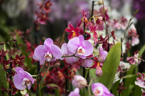 Primo Piano Bellezza Colorato Fiore Orchidea — Foto Stock