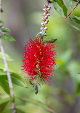 Callistemon Citrinus Şişe Fırçası Bahçede kırmızı çiçek
