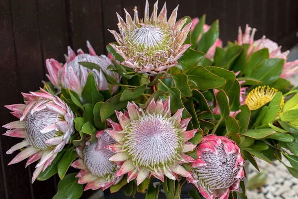  Kral protea veya protea cynaroides Güney Afrika 'nın ulusal çiçeği.