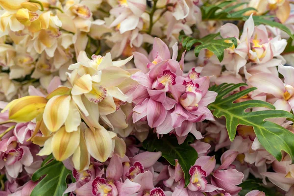 Güzel, renkli bir orkide çiçeğine yakın.