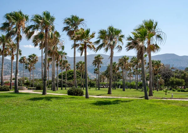 View of palms at beach in Malia on Crete, Greece