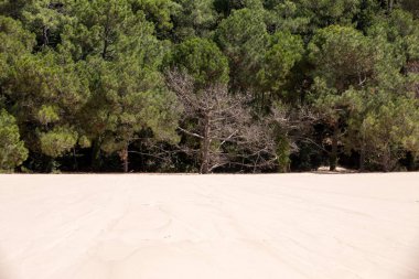 Avrupa 'nın en uzun kum tepesi olan Pilat Kumulu' nun kenarındaki ağaçların erozyonu. La Teste-de-Buch, Arcachon Körfezi, Aquitaine, Fransa 