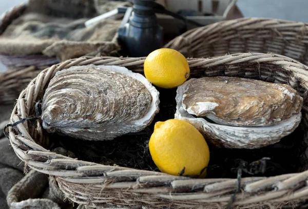 Brittany, Fransa Cancale kasabasında açık sokak pazarında taze çiğ istiridye 
