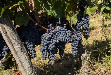 Üzüm bağındaki kırmızı merlot üzümlerini kapatın. Aziz Emilion, Gironde, Aquitaine. Fransa