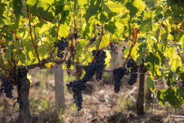 Kırmızı şarap üzümleri hasat ve şarap üretimine hazır. Medoc, Fransa