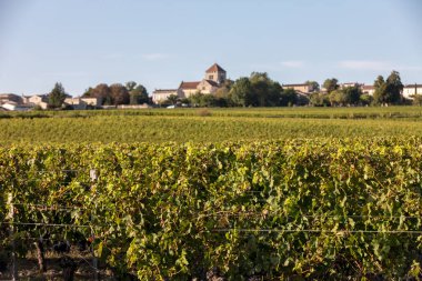 Montagne 'daki şarap hasadından önce şarap bahçesinde şarap sıraları üzerinde olgun kırmızı üzümler. Aziz Emilion bölgesi. Fransa