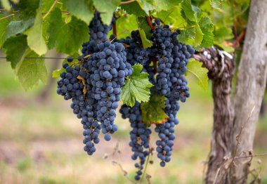 Üzüm bağındaki kırmızı merlot üzümlerini kapatın. Aziz Emilion, Gironde, Aquitaine. Fransa