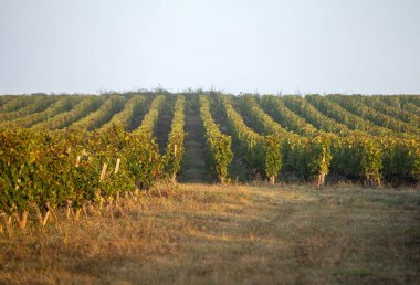 Saint Emilion, Gironde, Fransa yakınlarındaki Saint Georges de Montagne üzüm bağlarında sabah ışığı
