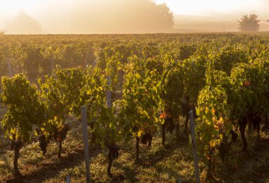 Saint Emilion, Gironde, Fransa yakınlarındaki Saint Georges de Montagne üzüm bağlarında sabah ışığı