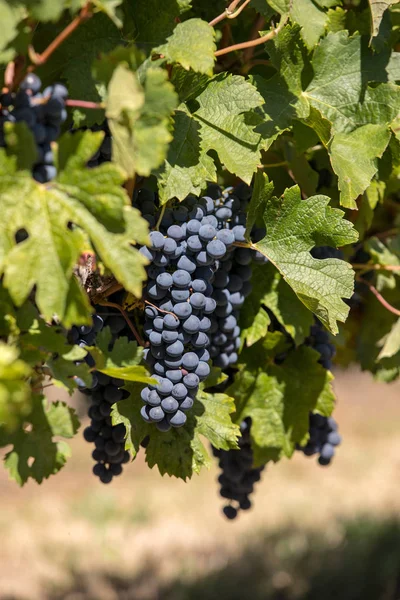 Röda Vindruvor Redo För Skörd Och Vinproduktion Saint Emilion Frankrike — Stockfoto