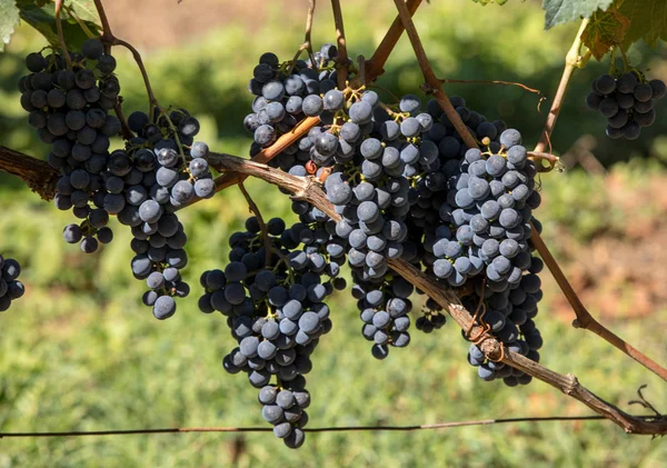 Uvas Tintas Preparadas Para Vendimia Producción Vino Saint Emilion Francia — Foto de Stock