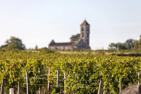 Rijp Rode Merlot Druiven Rijen Wijnstokken Een Vienyard Voor Wijnoogst — Stockfoto