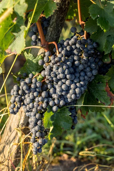 Üzüm Bağındaki Kırmızı Merlot Üzümlerini Kapatın Aziz Emilion Gironde Aquitaine — Stok fotoğraf