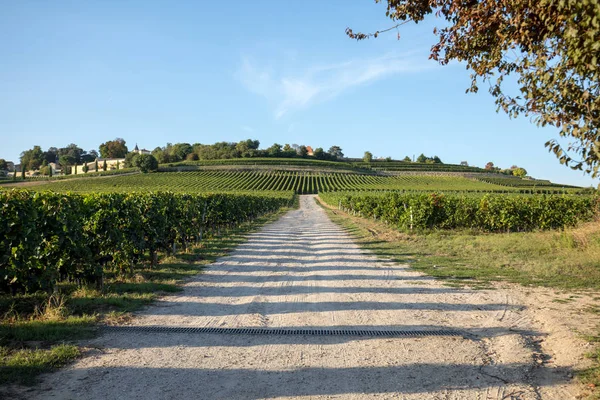 Érett Vörös Merlot Szőlő Szőlősorok Egy Vienyard Előtt Borszüret Szent — Stock Fotó