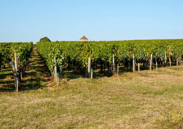 Rijp Rode Merlot Druiven Rijen Wijnstokken Een Vienyard Voor Wijnoogst — Stockfoto