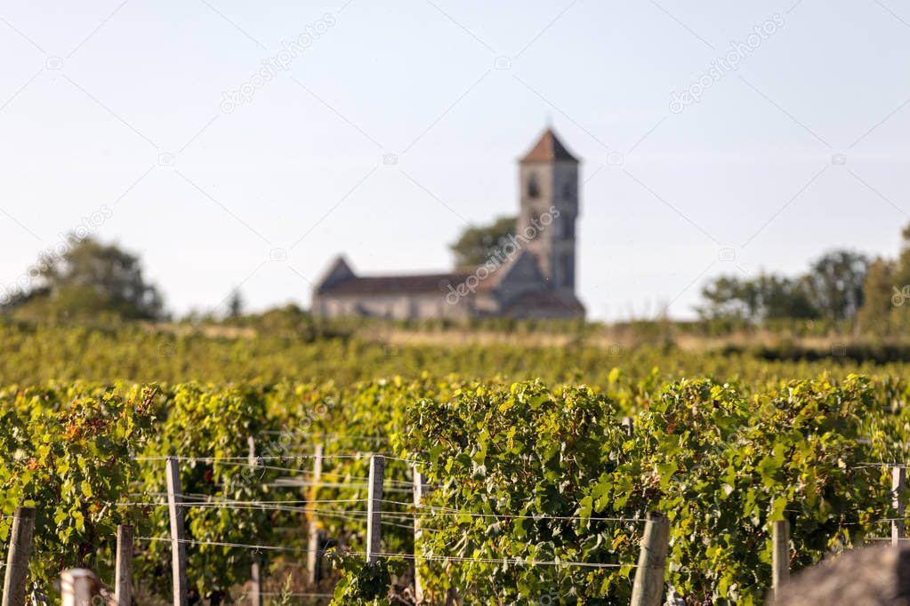 Ripe red Merlot grapes on rows of vines in a vienyard before the wine harvest in Montagne. Saint Emilion region. France