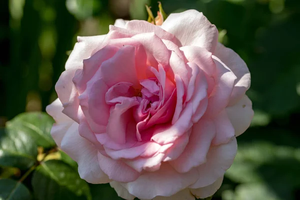 Růžová Růžová Květina Větvi Zahradě — Stock fotografie
