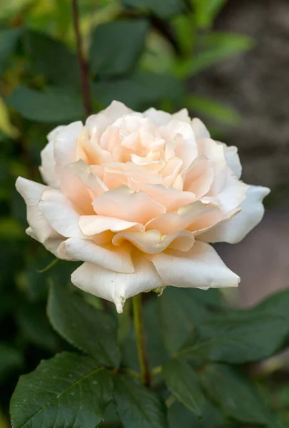 Rosa Gialla Fiore Sul Ramo Giardino — Foto Stock