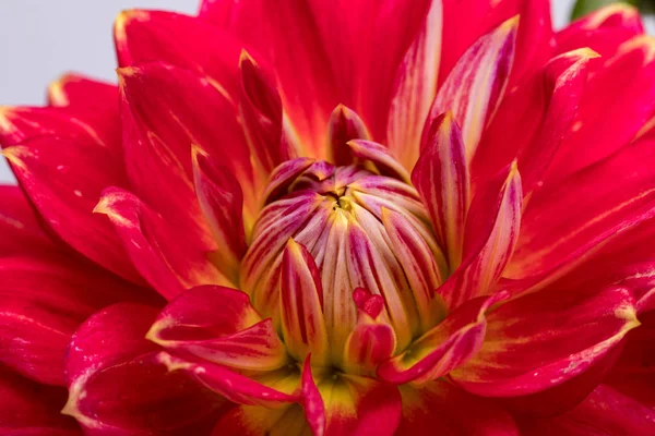 Flor Dahlia Vermelho Isolado Fundo Branco — Fotografia de Stock