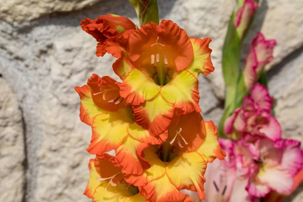 Vedoucí Květina Gladiola Pozadí Vápencové Stěny — Stock fotografie