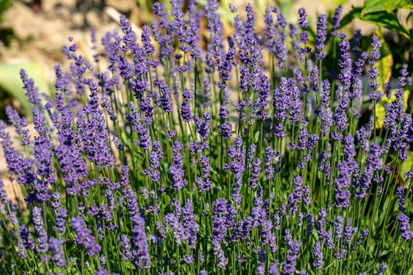 Die Blühenden Lavendelblüten Der Provence Nahe Sault Frankreich — Stockfoto