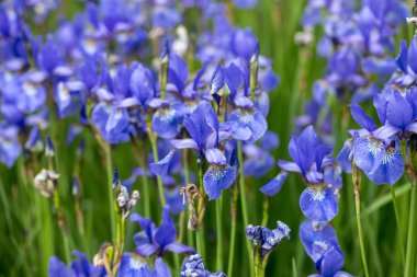 Blue flowers Iris versicolor beautifully blooming in the garden clipart