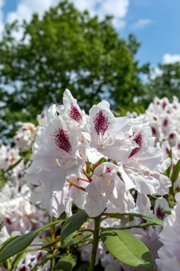 Rhodenron beyaz çiçekler çiçeklenme. Herhangi bir bahçe için harika bir dekorasyon