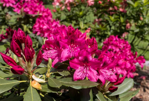 Цветущие Красные Цветы Роденроны Отличное Украшение Любого Сада — стоковое фото