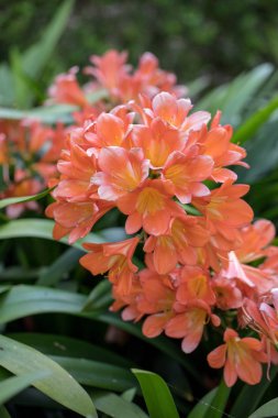 Bahçede turuncu clivia çiçeği kümesi
