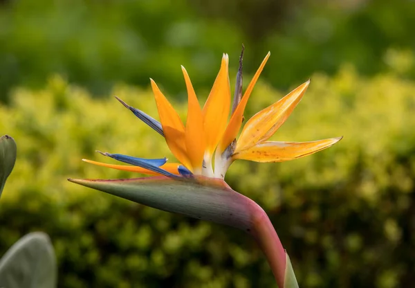 Strelitzia Fleurs Tropicales Oiseau Paradis Sur Île Madère Portugal — Photo