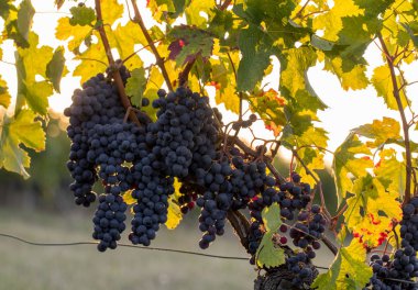 Saint Emilion, Gironde, Aquitaine yakınlarındaki Montagne üzüm bağında sıcak güneş ışığıyla aydınlanan olgun Merlot üzümleri. Fransa