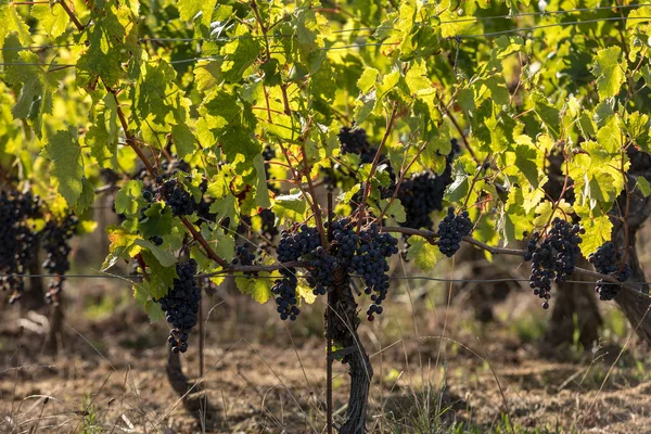 Uve Vino Rosso Pronte Vendemmia Produzione Vino Medoc Francia — Foto Stock