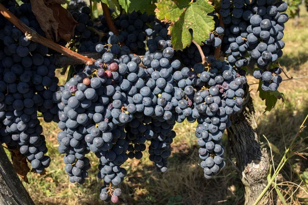 Close Red Merlot Grapes Vineyard Emilion Gironde Aquitaine France — Stock Photo, Image