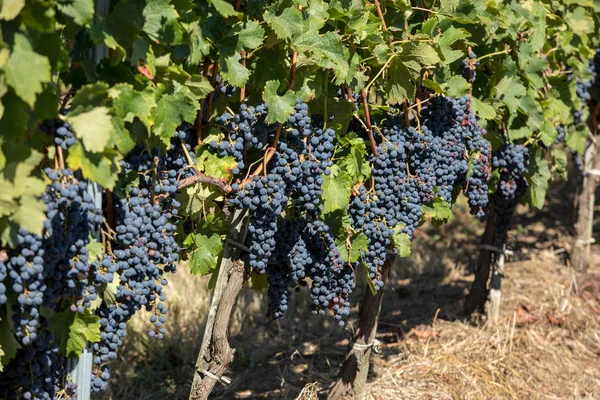 Červené Vinné Hrozny Připravené Sklizni Výrobě Vína Saint Emilion Francie — Stock fotografie