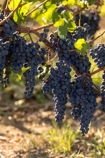 Röda Vindruvor Redo För Skörd Och Vinproduktion Medoc Frankrike — Stockfoto