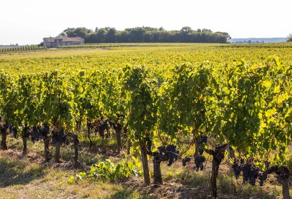 モンターニュでワインが収穫される前に ブドウ園のブドウの列に赤メルロのブドウを熟す サンティエミリオン地域 フランス — ストック写真